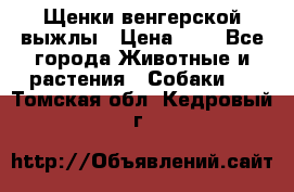 Щенки венгерской выжлы › Цена ­ 1 - Все города Животные и растения » Собаки   . Томская обл.,Кедровый г.